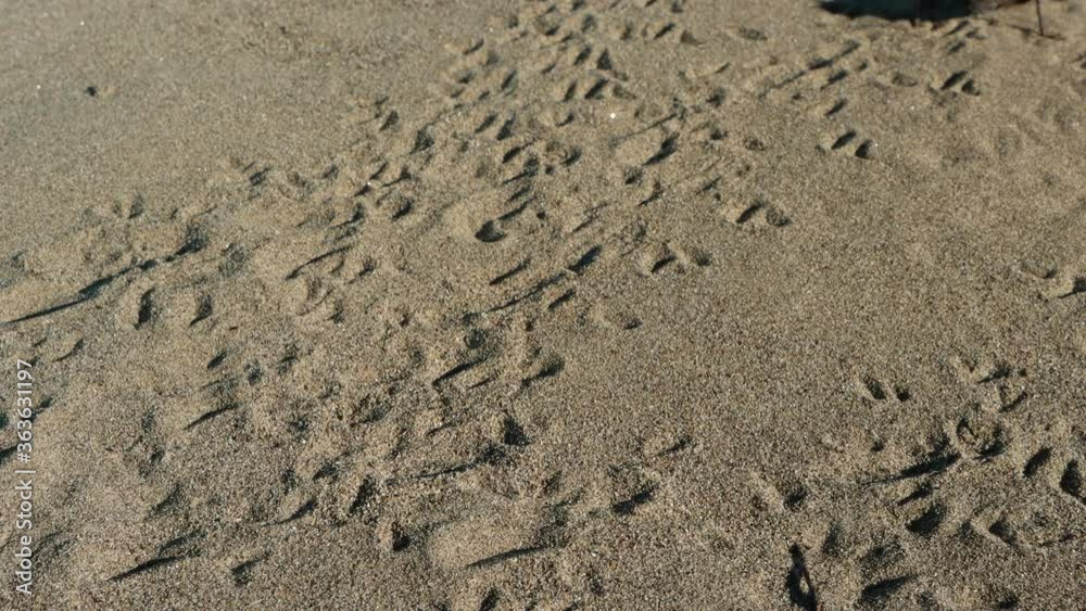Three black crickets run through sand leaving tracks Three black crickets run through sand leaving tracks