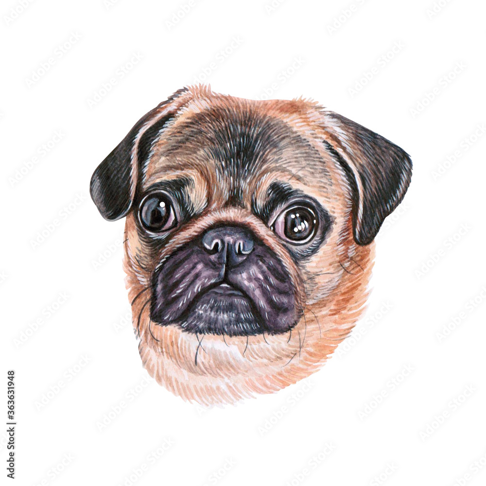 Watercolor illustration of a funny dog. Hand made character. Portrait cute dog isolated on white background. Watercolor hand-drawn illustration. Popular breed dog. Pug