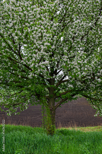 Flowering pear tree on the edge of the field in cloudy weather.