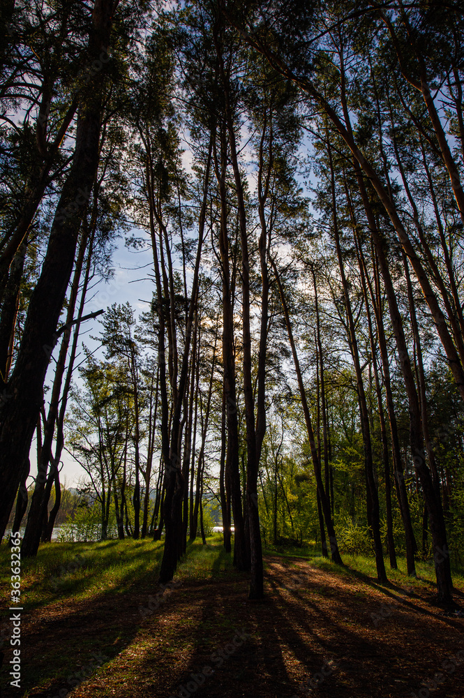 Fototapeta premium Silhouettes of pines in the morning in the forest.
