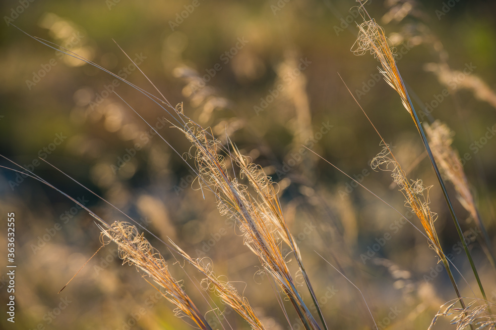 Steppe feather grass in the evening at sunset in the field. Steppe feather grass in the evening at sunset in the field.