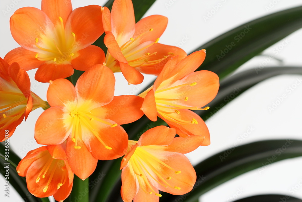 Fototapeta premium Blooming of clivia plant also known as kafir-lily close up isolated on white background. Orange flowers.