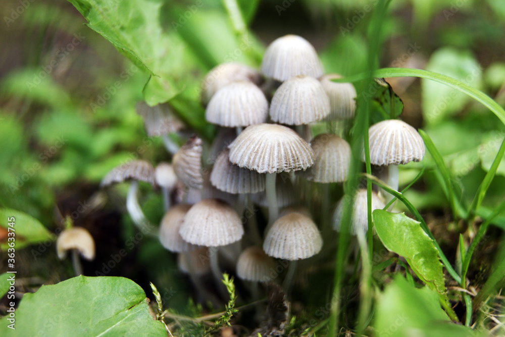 Toadstool Toadstool