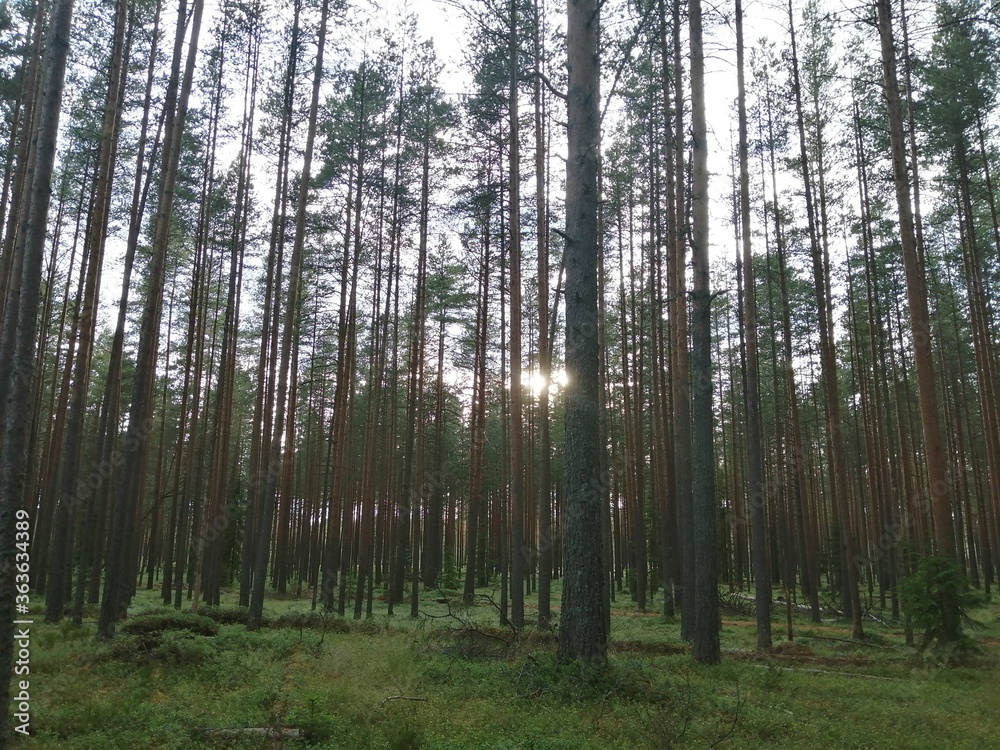 Sunset in the forest. Close plan. A ray of sun on the ground. Sunset in the forest. Close plan. A ray of sun on the ground.