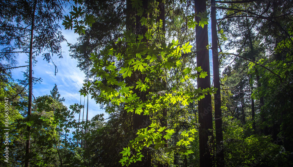 Fototapeta premium Trees in the woods