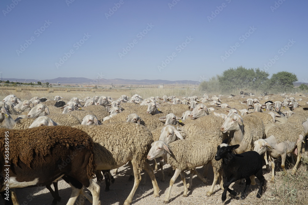 sheep sheep