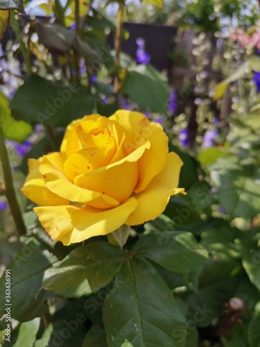 Lonely yellow rose in the garden