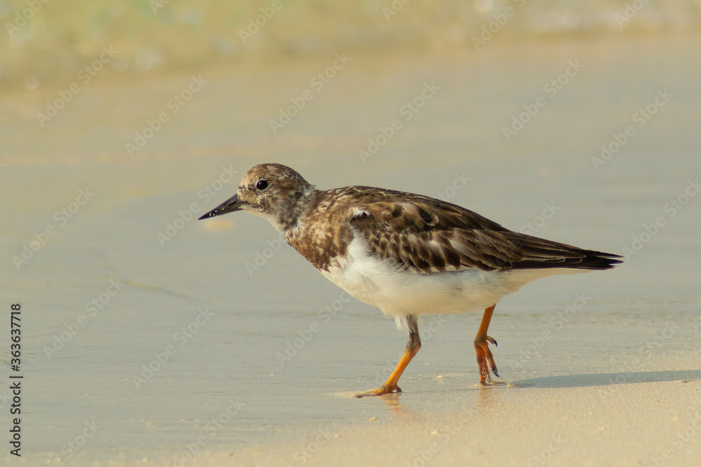 Ruddy turnstone wader bird on a beach of an Island Ruddy turnstone wader bird on a beach of an Island