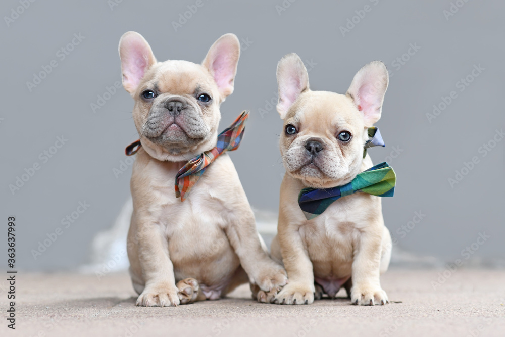 Pair of cute lilac fawn colored French Bulldog dog puppies wearing bow ties while appearing to hold hands sitting together in front of gray wall