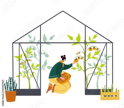 Friendly woman harvesting fresh tomatoes from the greenhouse garden putting ripe local produce in a basket