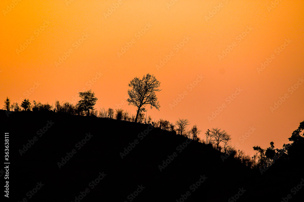 sunset silhouette of a trees on mountains