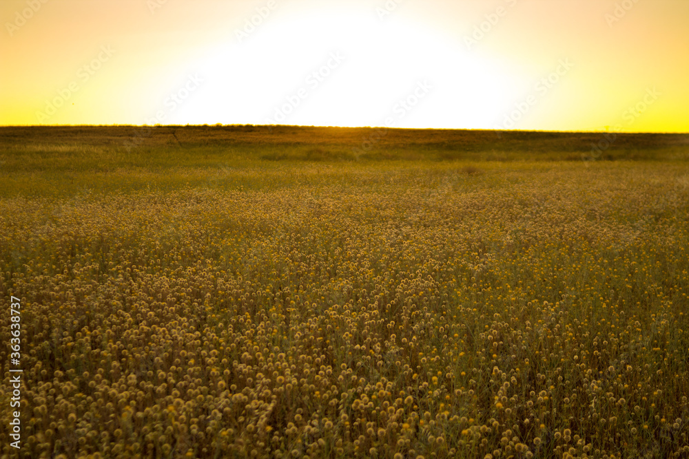 Beautiful field with yellow flowers and a sunset in the background