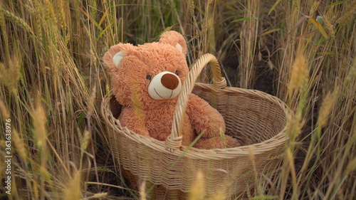 A teddy bear is sitting in a straw basket in a wheat field.