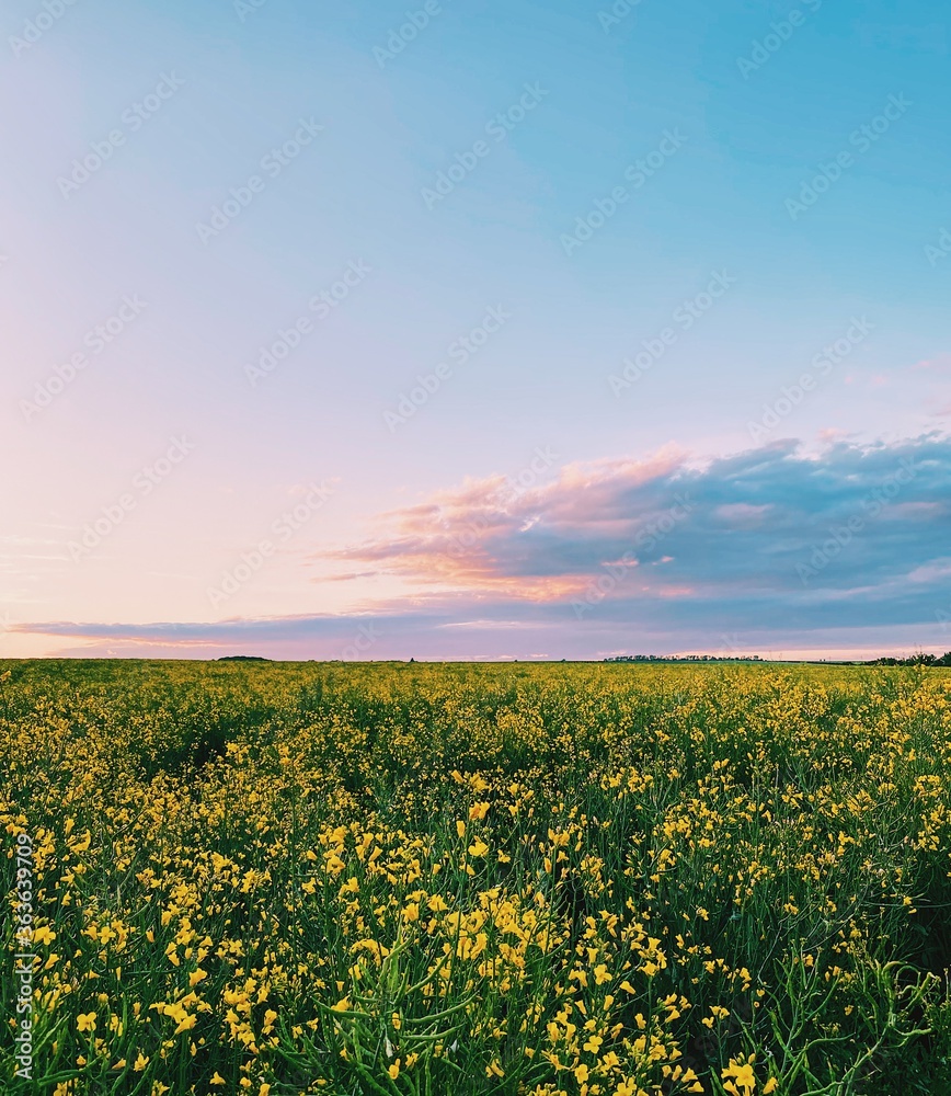 Yellow Sunset Field