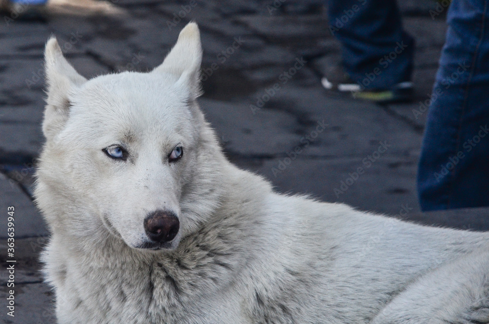 White Dog