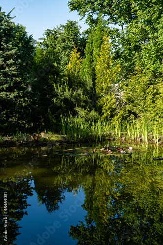 Magical garden pond with blooming water lilies and lotuses. Evergreens and aquatic plants are reflected in water surface of pond as in mirror. Atmosphere of relaxation, tranquility and happiness.