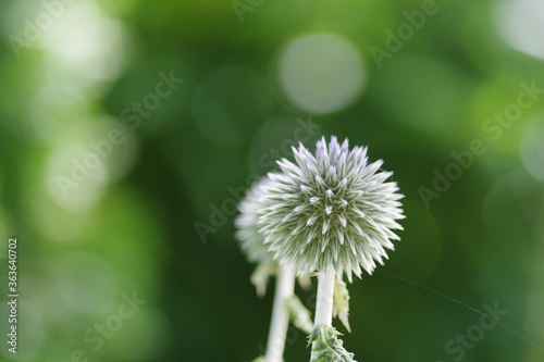 Selective focus shot of a spear thistle flower with a blurry green background photo