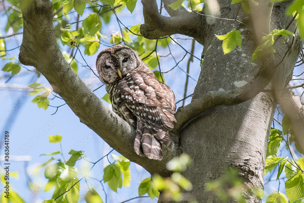 Barred owl perched in tree, looking back at camera. Barred owl perched in tree, looking back at camera.