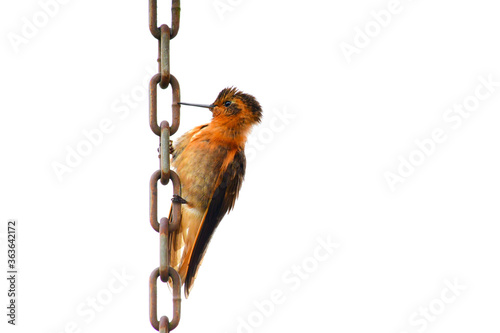 Rayito Brillante / Shining Sunbeam / Aglaeactis cupripennis ubicado en la Reserva Yanacocha, Ecuador photo