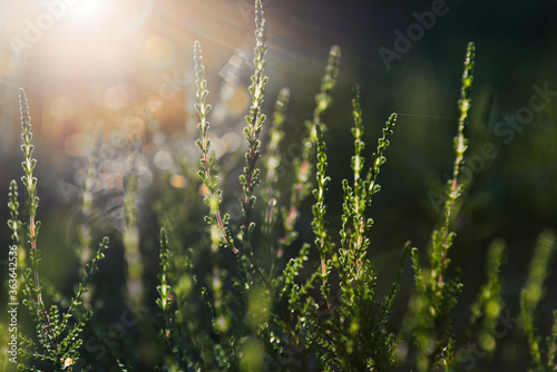 Abstract dreamy photo of summer forest meadow. Grass and bushes glow in the evening sunlight. Nature background.