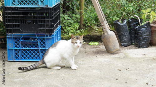 Rural colombian Cat