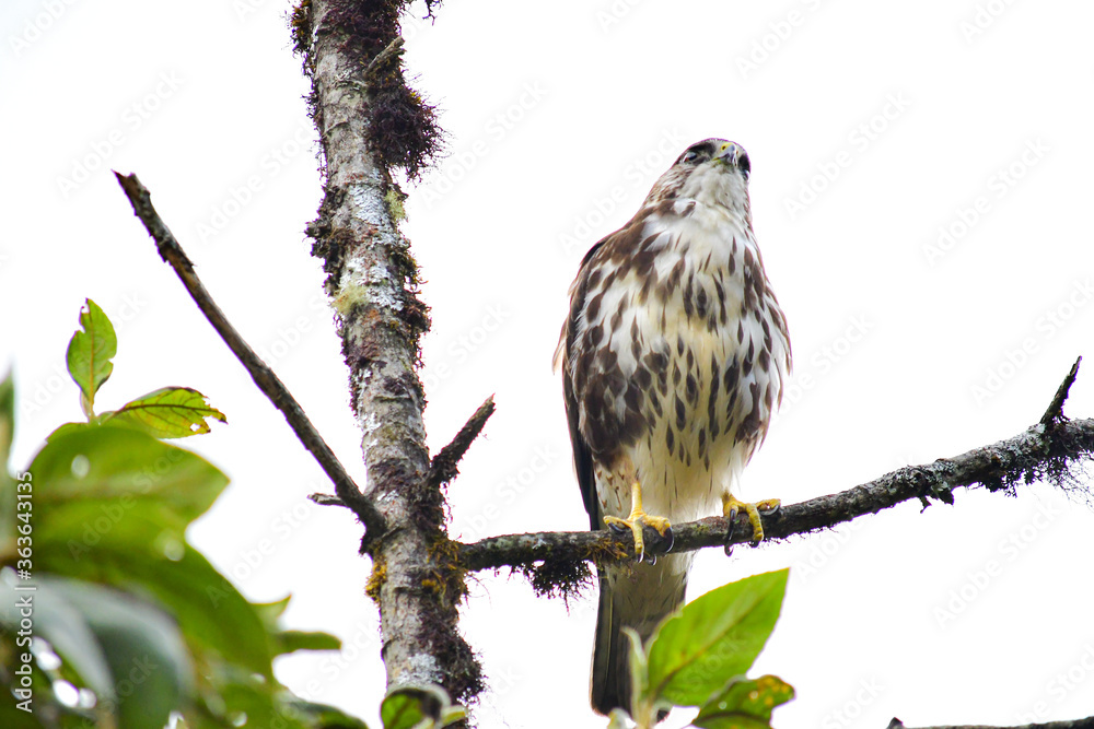 Hermoso Gavilán Variable juvenil / Variable Hawk localizado en la Reserva Yanacocha, Ecuador Hermoso Gavilán Variable juvenil / Variable Hawk localizado en la Reserva Yanacocha, Ecuador