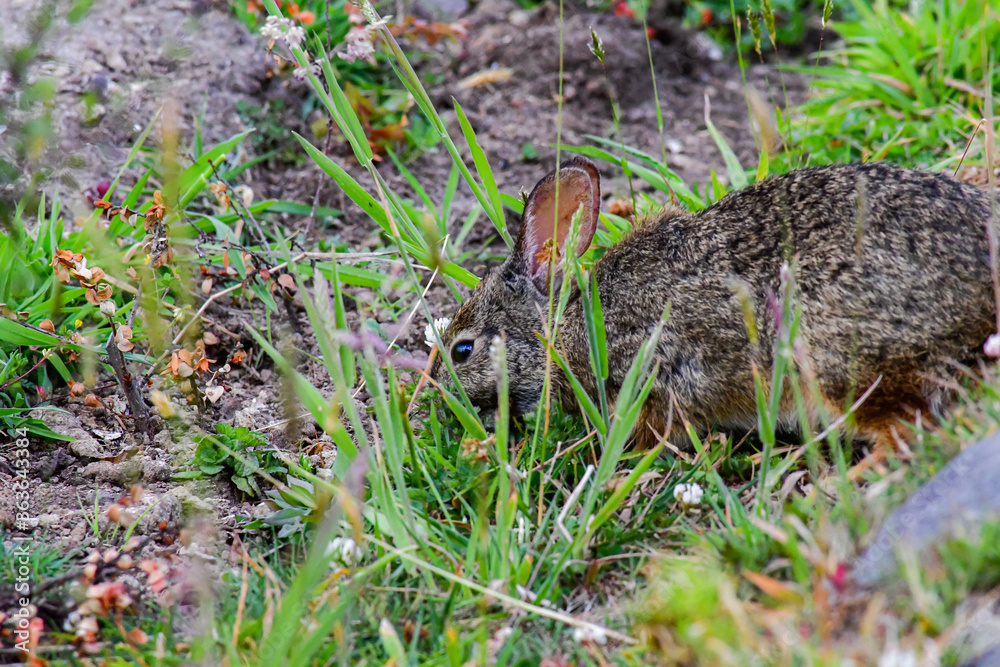 Conejo silvestre de la Reserva Yanacocha, Ecuador Conejo silvestre de la Reserva Yanacocha, Ecuador