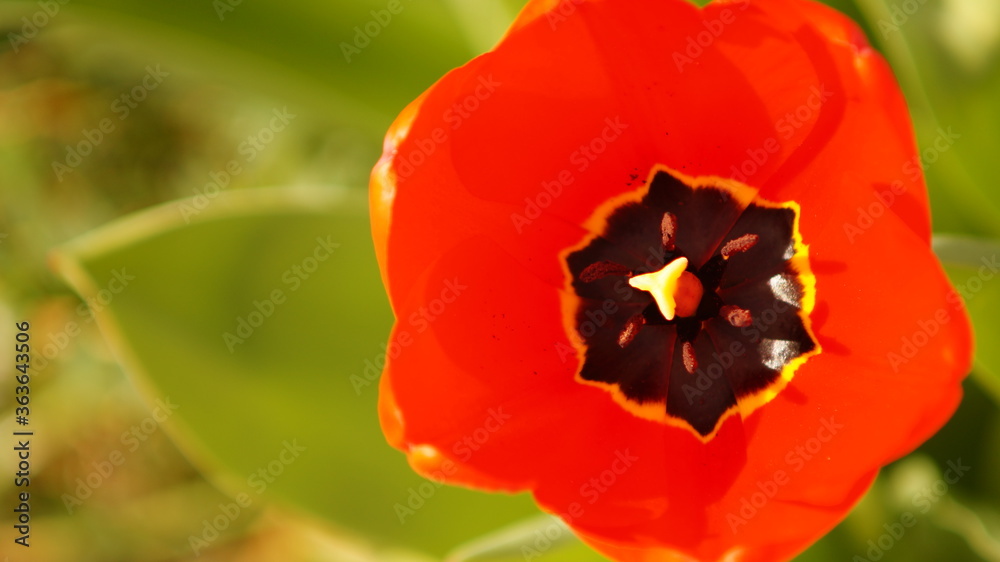 Kwitnący czerwony tulipan z bliska, widoczne pręciki rośliny. Zielone tło, zdjęcie makro - obrazy, fototapety, plakaty 