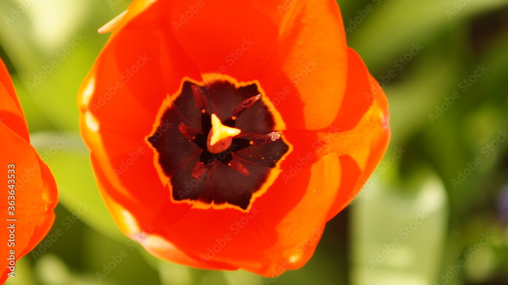Kwitnący czerwony tulipan z bliska, widoczne pręciki rośliny. Zielone tło, zdjęcie makro - obrazy, fototapety, plakaty 