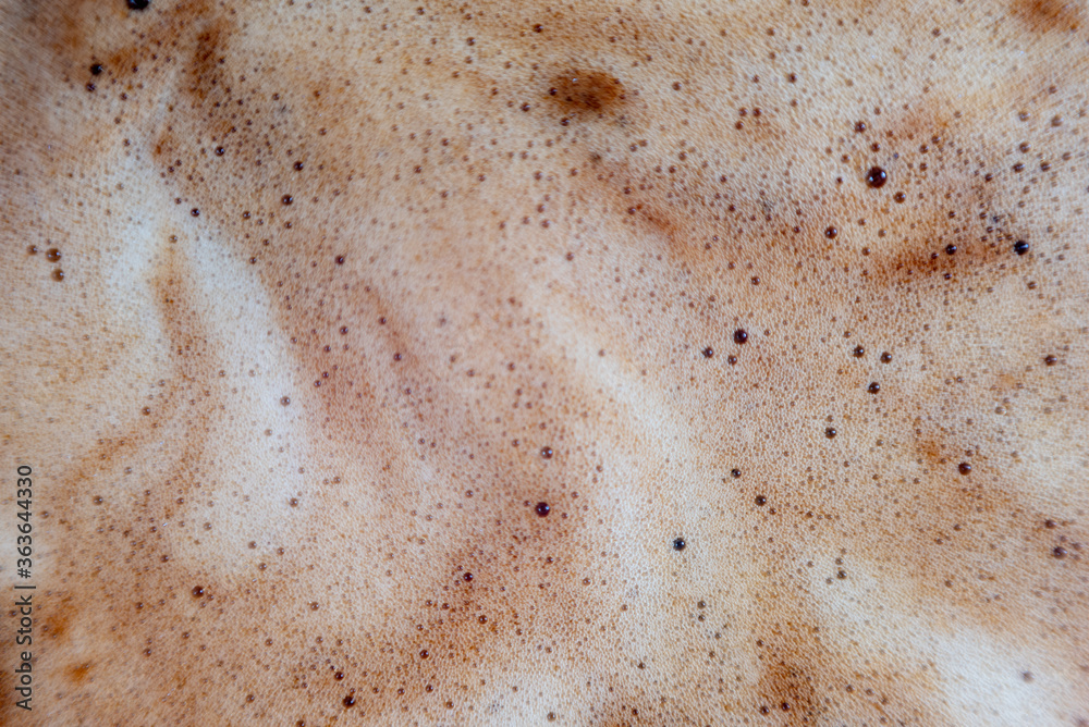 Macro bubbles of black coffee foam Macro bubbles of black coffee foam