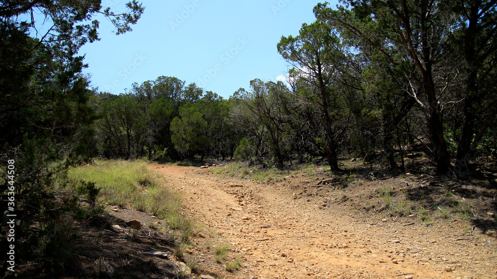 Fototapeta premium path in the woods
