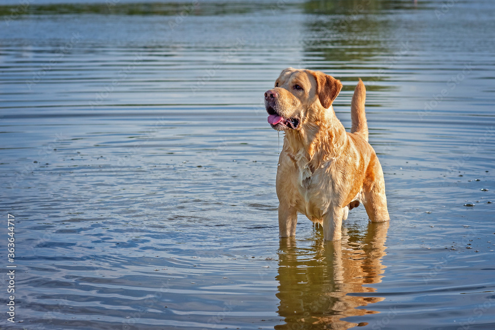 Labrador stands in the lake. Photographed in summer close-up. Labrador stands in the lake. Photographed in summer close-up.