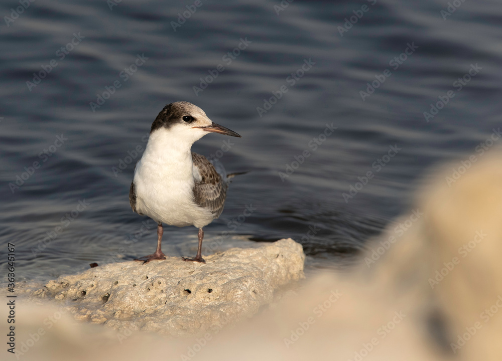 Obraz premium A juvenile White-cheeked Tern perched on limestone rock at Tubli coast of Bahrain