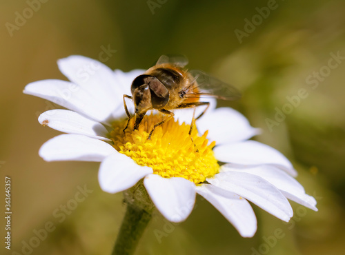 Abeja recogiendo polen sobre una margarita
