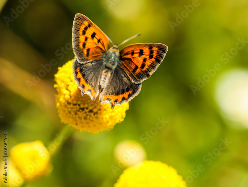 Mariposa sobre flores amarillas © SANTIAGO