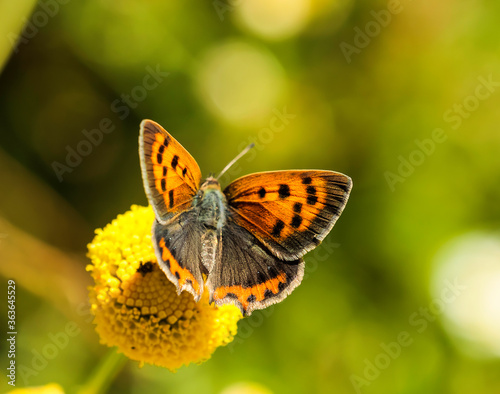 Mariposa sobre flores amarillas