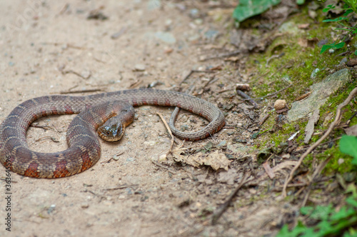 Poisonous Copperhead snake waiting to strike prey stance 
