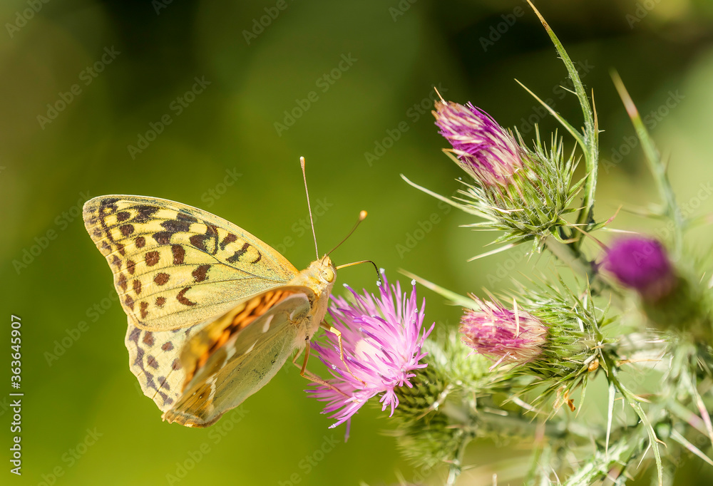 Mariposa amarilla y negra sobre flores de cardo Mariposa amarilla y negra sobre flores de cardo