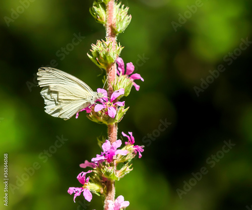 Mariposa posada en una flor de lavanda © SANTIAGO