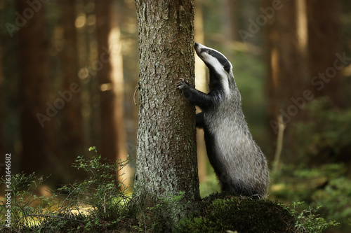 Badger stay near tree in forest, animal nature habitat, Germany, Europe. Wildlife scene. Wild Badger, Meles meles, animal in wood. European badger.