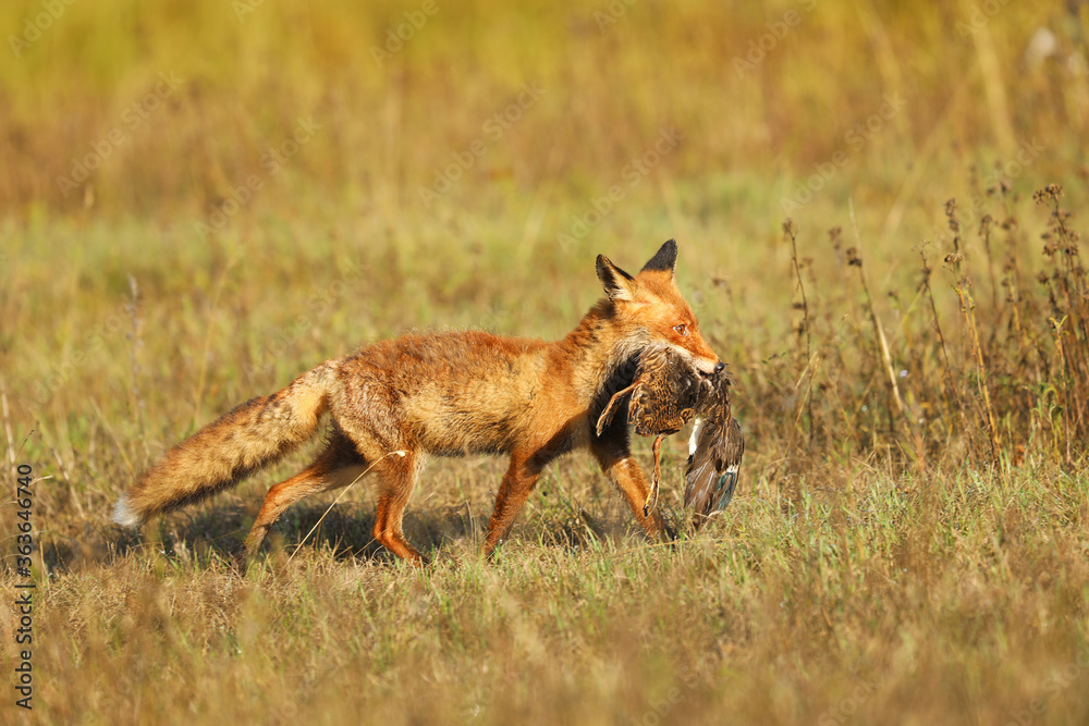  Fox on the summer meadow. Red Fox with prey, Vulpes vulpes, wildlife scene from Europe.