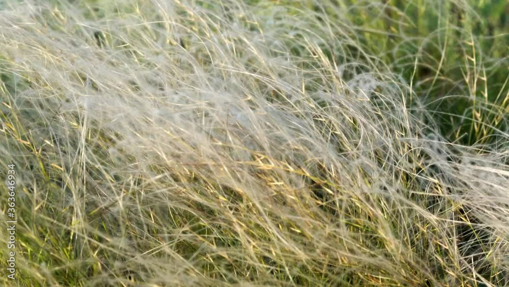 Spring landscape field of feather grass Spring landscape field of feather grass
