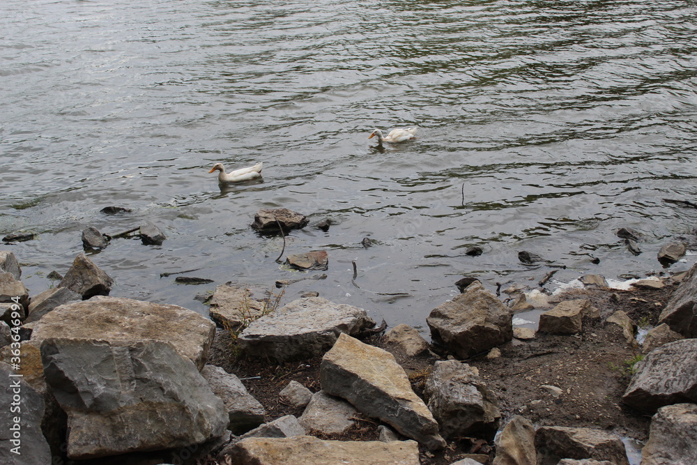 Obraz premium ducks on the water