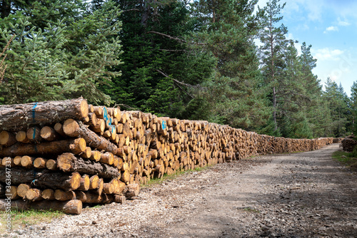 Woodpile of freshly harvested pine logs under sunny skies