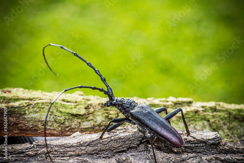 Podyji national park, Czech republic- JUNY 2019: Great capricorn beetle (Cerambyx cerdo) photo