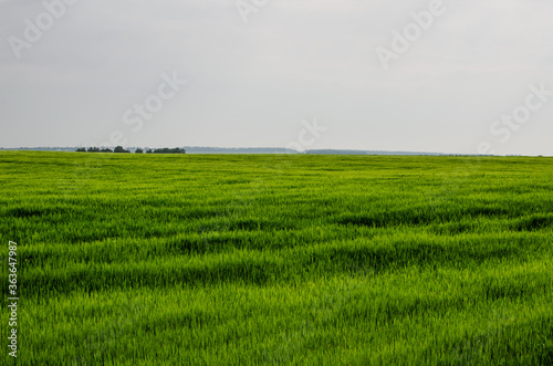 Green wheat field. Summer green grass. Background for graphic design of agro booklet