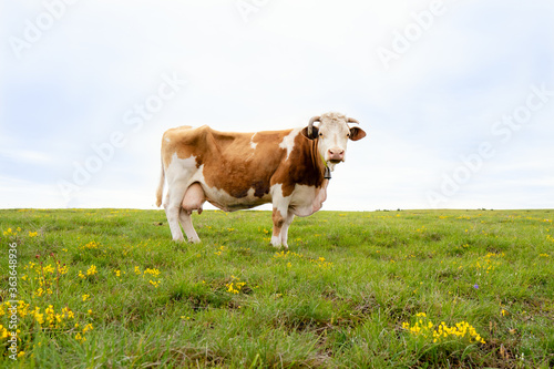 Portrait of a cow on the grass © Jovan