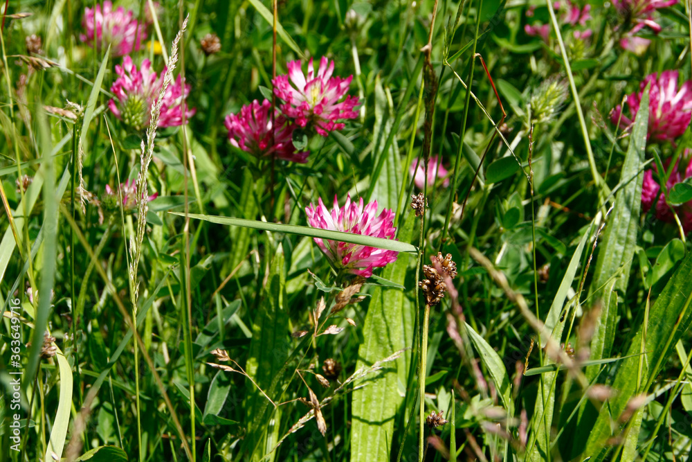 Rotklee, Klee, Wiesenklee, Blüte, Nectar, Pollen, Thüringen, Deutschland, Europa Rotklee, Klee, Wiesenklee, Blüte, Nectar, Pollen, Thüringen, Deutschland, Europa