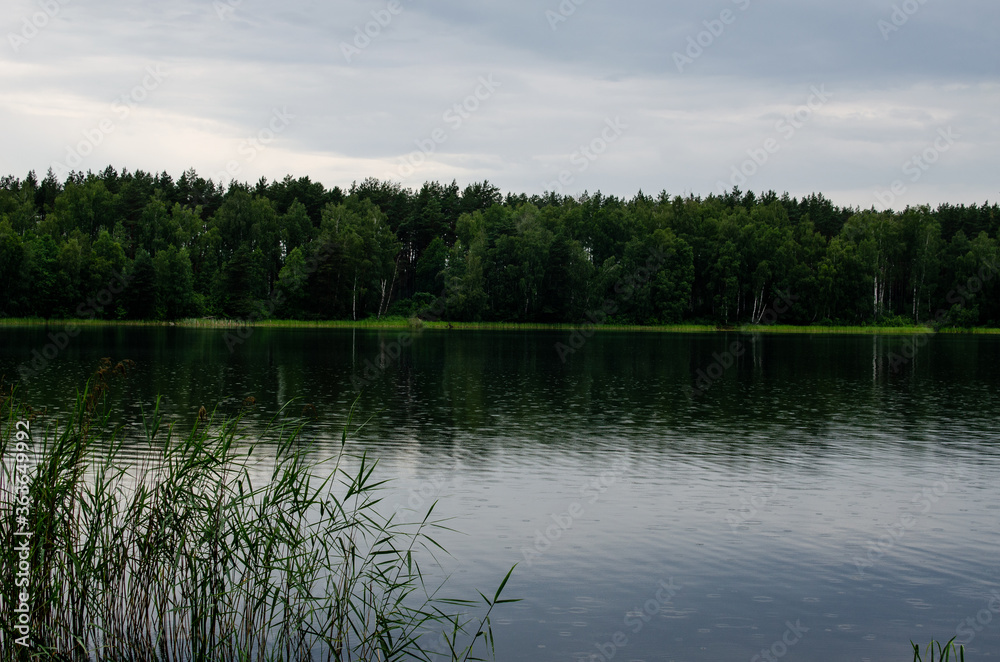 A forest lake surrounded by trees. Rain circles on the water