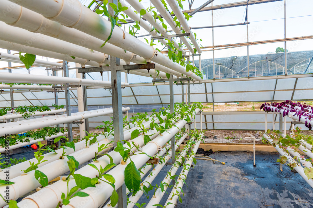 Soilless crops grown in pipes in modern greenhouses. Soilless crops grown in pipes in modern greenhouses.